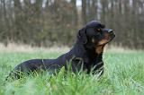 ROTTWEILER 477